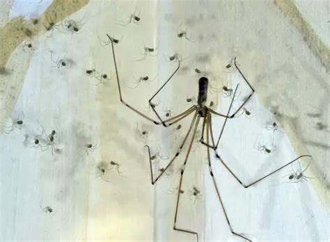 家裡很多小蜘蛛